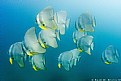 Picture Title - Bat fishes