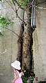 Picture Title -  Tree in a building