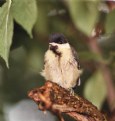 Picture Title - Little Great Tit