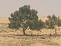 Picture Title - Desert Tree