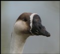 Picture Title - Chinese Goose