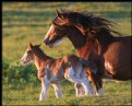 Picture Title - This Year's Foal