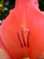 Picture Title - Gladiola