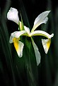 Picture Title - Yellow & White Iris