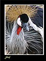 Picture Title - The angry bird