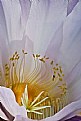 Picture Title - A peep inside a cactus flower