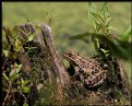 Picture Title - Leopard Frog