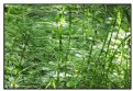 Picture Title - WILD  GRASS