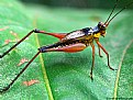 Picture Title - Cricket