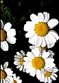 Picture Title - Shasta Daisys