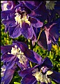 Picture Title - Purple Flowers