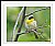 Yellow-throat Warbler