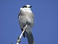 Picture Title - Gray Jay