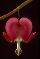 Picture Title - Bleeding Heart