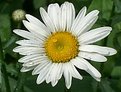 Picture Title - Fresh as a daisy