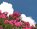 Picture Title - Sky-flowers