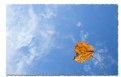 Picture Title - Leaf and Sky