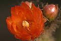 Picture Title - flor de cactus