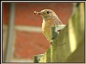 Picture Title - Common Redstart 