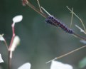 Picture Title - Hope  for the Flowers