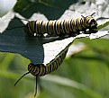 Picture Title - Larvae