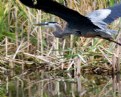 Picture Title - Great Blue Heron