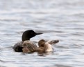 Picture Title - Baby Loon Water Walks