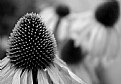 Picture Title - b/w flower