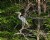 Great Blue Heron In Tree