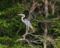 Picture Title - Great Blue Heron In Tree