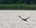 Picture Title - Loon Take Off