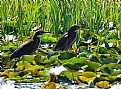 Picture Title - green herons - II