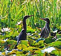 Picture Title - herons - III
