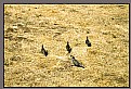 Picture Title - quail formation
