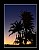 Palmtree Skyline