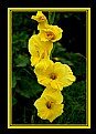 Picture Title - Yellow gladiolus