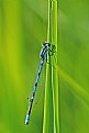 Picture Title - Hagens Bluet