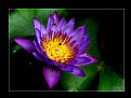 Picture Title - Water Lilly