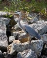 Picture Title - Great Blue Heron 2