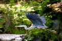 Picture Title - GBH In Flight