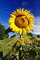 Picture Title - tempo di girasoli #5