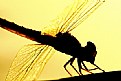 Picture Title - dragonfly