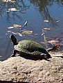 Picture Title - Sunning Mr. Turtle