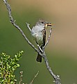 Picture Title - Ash-Throated Flycatcher with Grasshopper