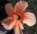 Picture Title - Hibiscus