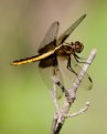 Picture Title - Dragon Fly