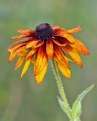 Picture Title - Cone Flower