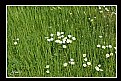 Picture Title - Spring days