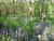Hyacintenbos(forest)