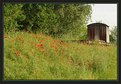 Picture Title - Poppies